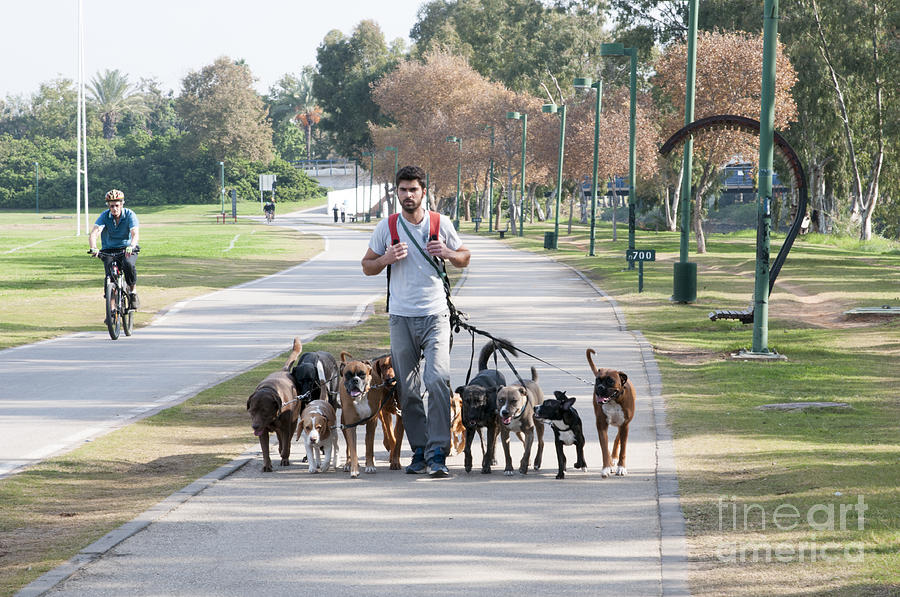 Dog walker in the park.  Photograph by Ilan Rosen