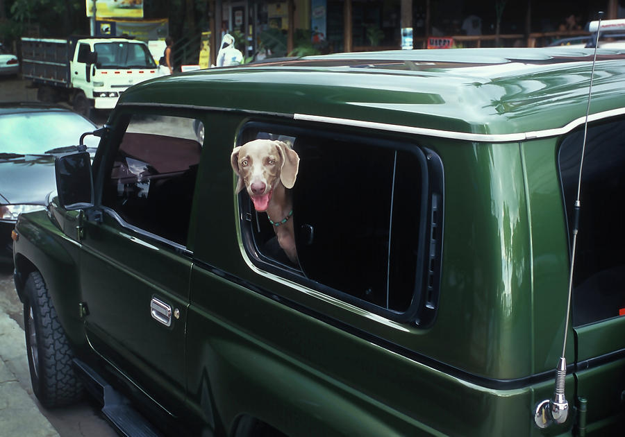 Dog wearing Turquoise Photograph by Joe  Palermo