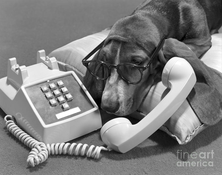 Dog With Eyeglasses And Telephone Photograph by H. Armstrong Roberts/ClassicStock