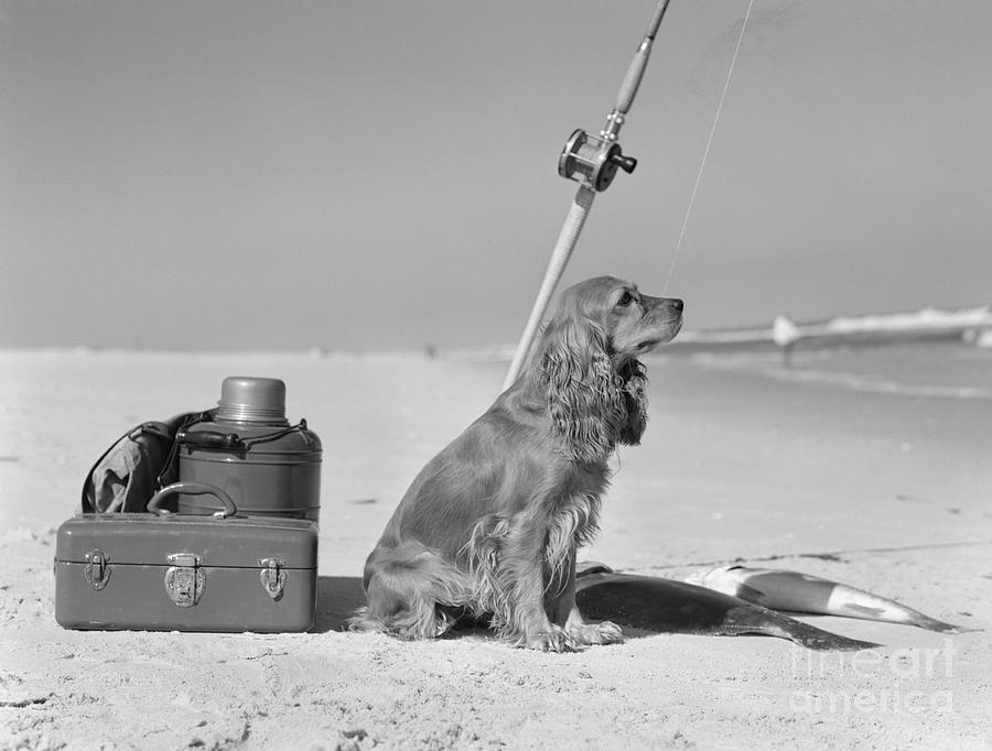 Dog With Fishing Equipment And Catch Photograph by H Armstrong Roberts and ClassicStock