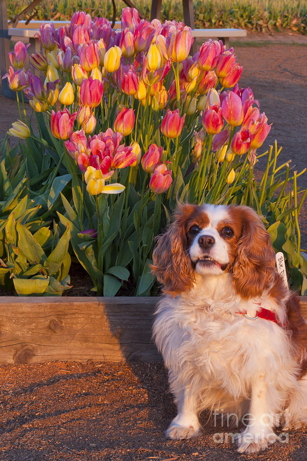 Dog with Pink and Yellow Tulips Photograph by Mandy Judson | Fine Art ...