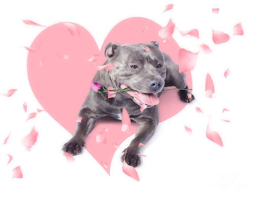 Dog with pink rose on heart shape background Photograph by Jorgo Photography