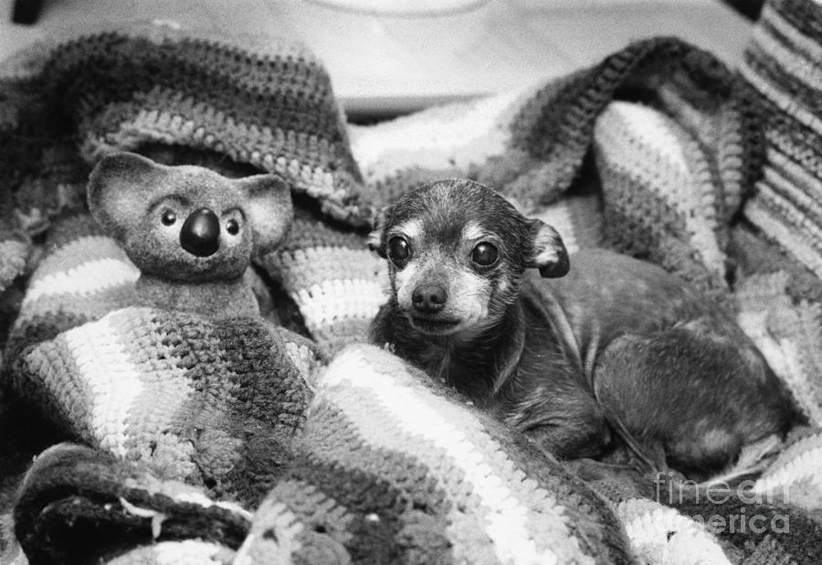 Dog With Toy And Blanket Photograph by Will and Deni McIntyre
