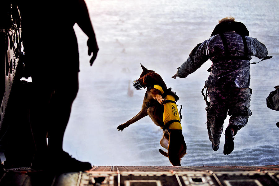 Military Working Dog Photograph by JC Findley