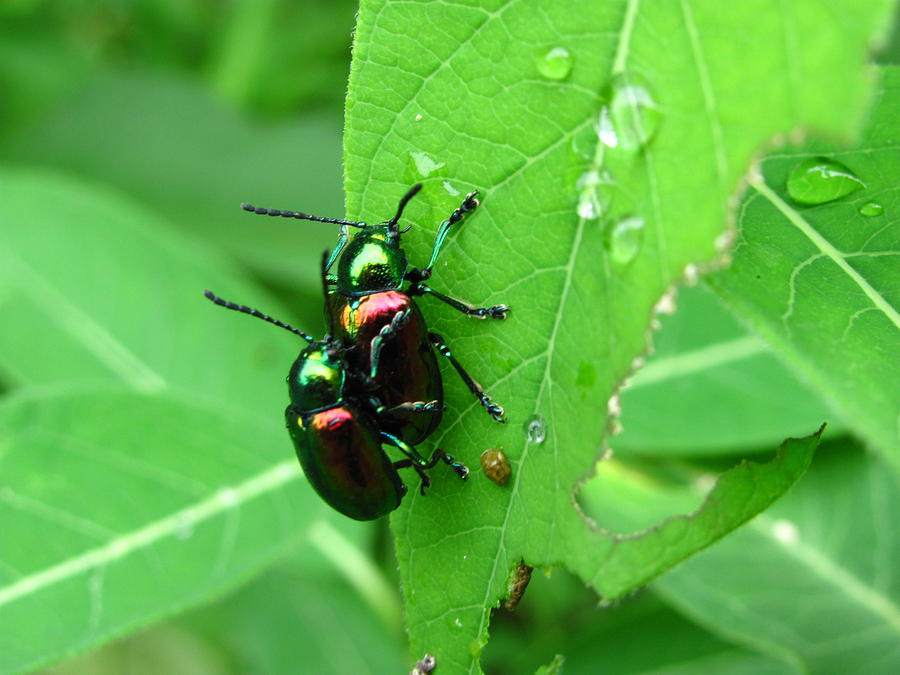 Dogbane Beetles Photograph by Joshua Bales