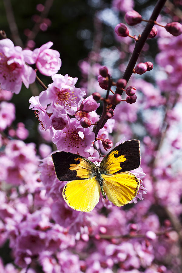 Flower Photograph - Dogface butterfly in plum tree by Garry Gay
