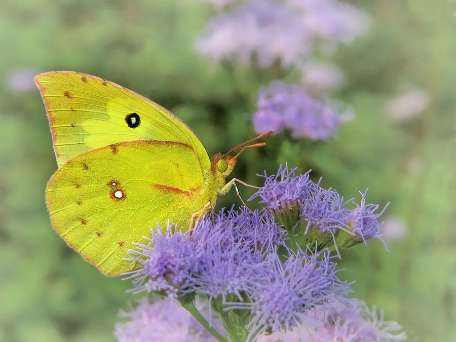 Dogface Sulphur Butterfly Photograph by David and Carol Kelly