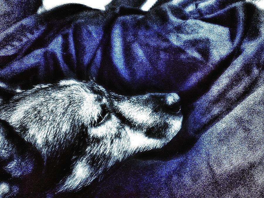 Dog Photograph - Doggie at Rest by Eddie G Dog Photograph - Doggie at Rest by Eddie G