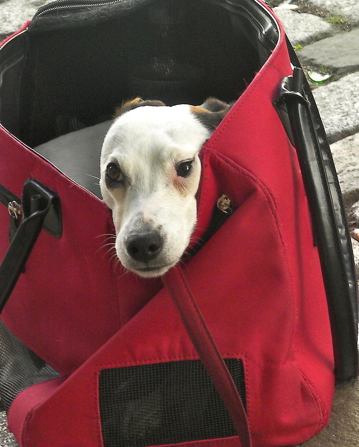 Doggie Bag Photograph by Lauren Serene