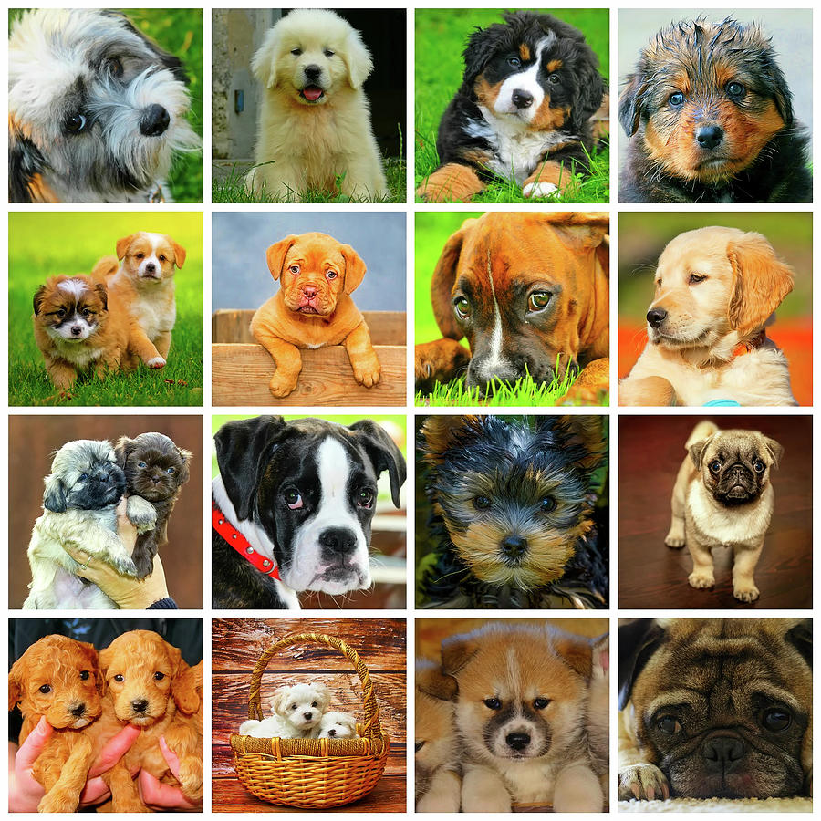 Dog Photograph - Doggie Collage by Mountain Dreams