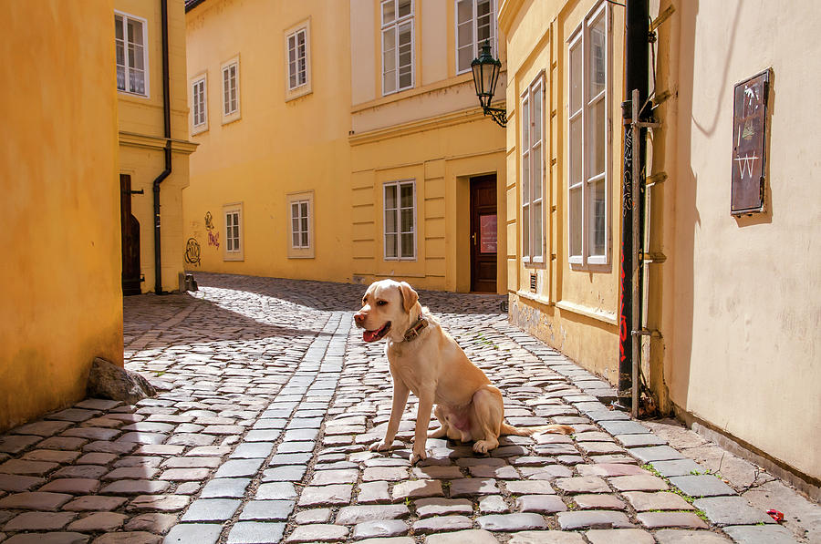 Doggie in Old Prague. Color Photograph by Jenny Rainbow