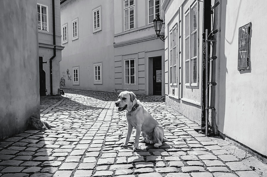 Doggie in Old Prague. Monochrome Photograph by Jenny Rainbow