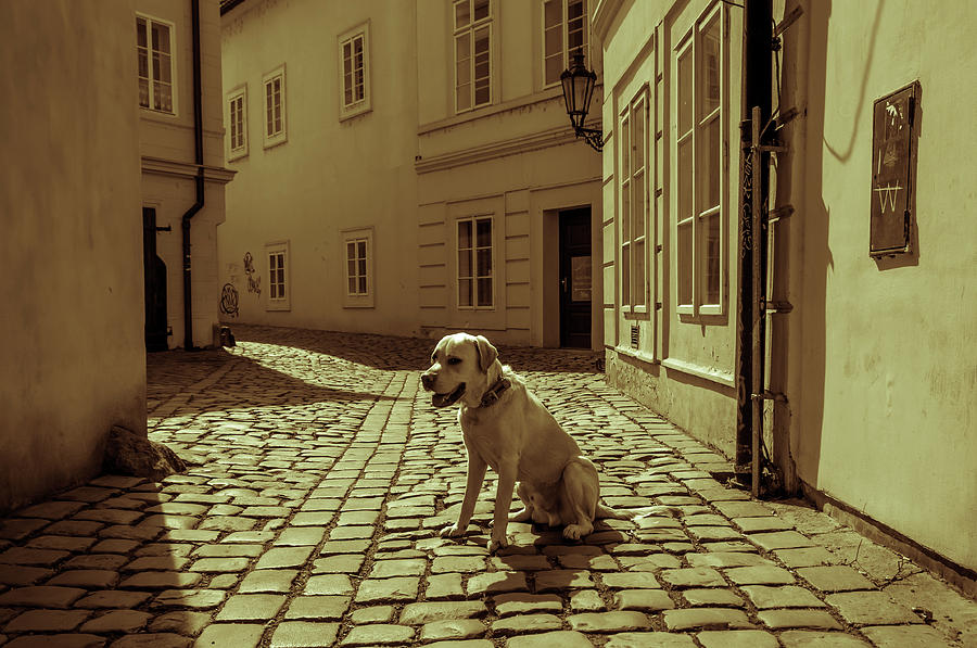 Doggie in Old Prague. Vintage Sepia Photograph by Jenny Rainbow