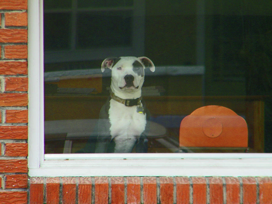 Doggie in the Window Photograph by Lenore Senior