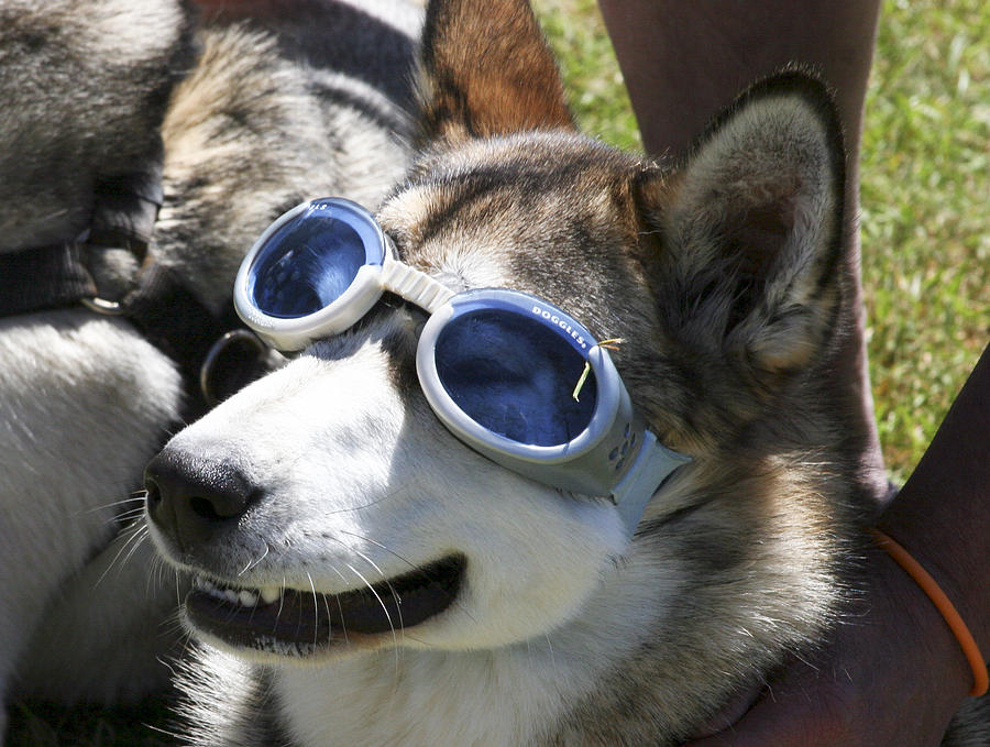 Doggles Photograph by Bruce Richardson
