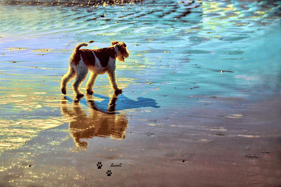 Doggone Beachy Day Photograph by Dennis Baswell
