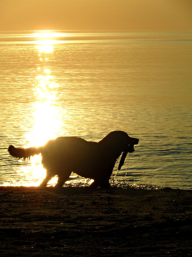 Doggy Beach Dreams Photograph by Cyryn Fyrcyd