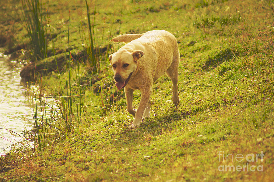 Doggy Day Photograph by Cassandra Buckley