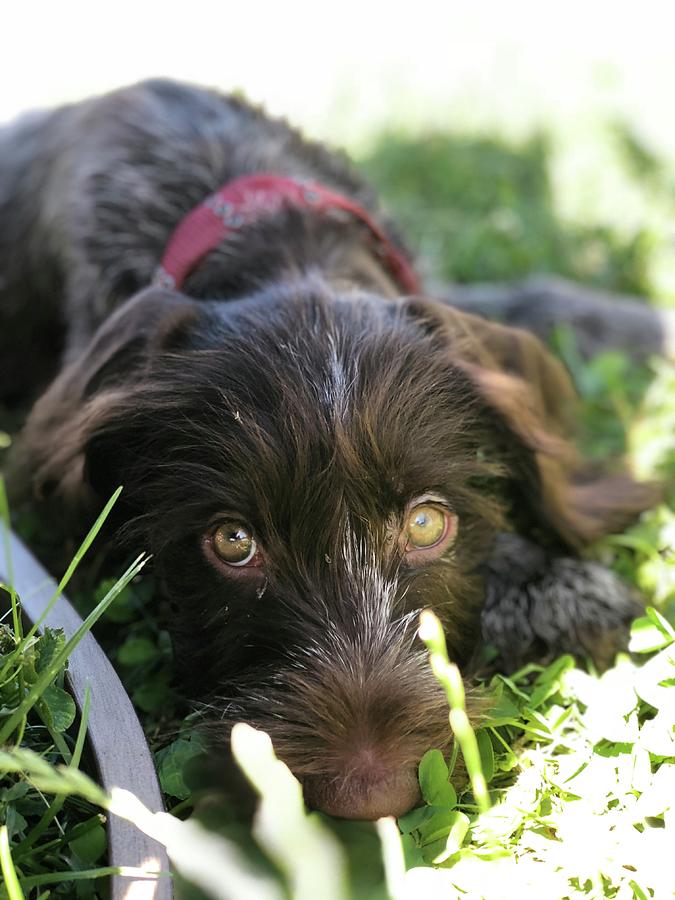 Doggy daze Photograph by Tabitha Benson - Fine Art America