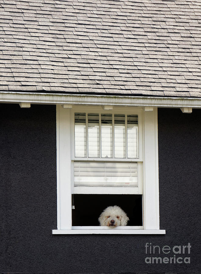 Doggy in the Window Photograph by John  Mitchell