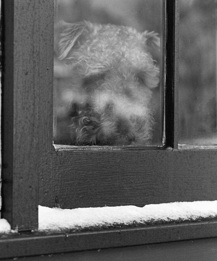Doggy in the window Photograph by Paul Ross