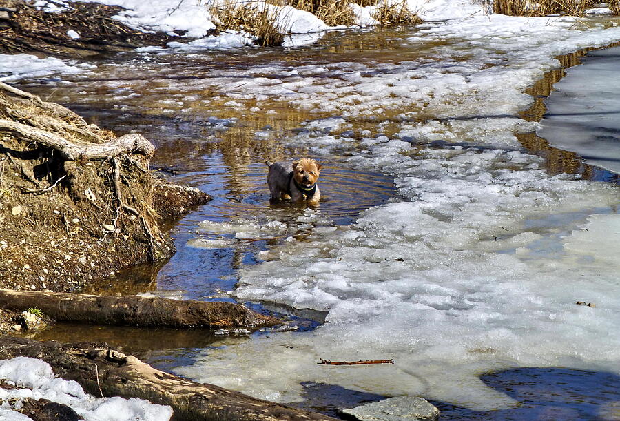 Doggy is a Brave Winter Bather Photograph by Lyuba Filatova