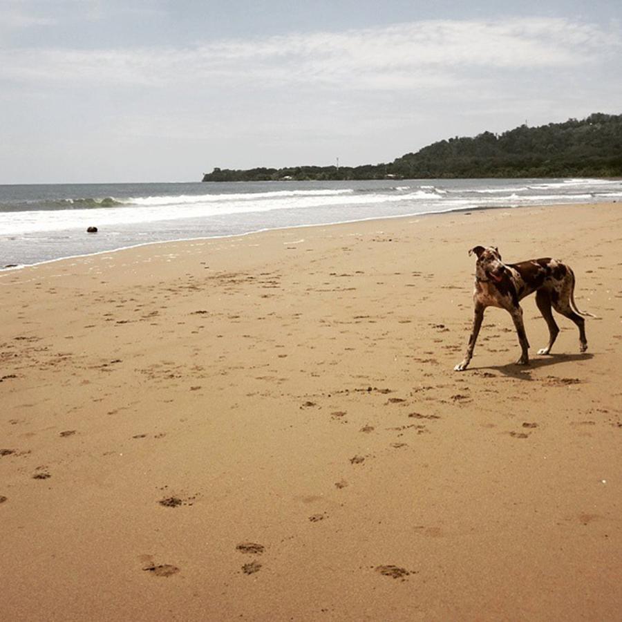 Dog Photograph - Doggy On The Beach! by Melissa Yosua-Davis