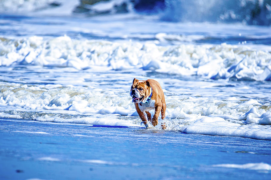 Doggy Playing On The Coast Of South Carolina Photograph by Alex Grichenko
