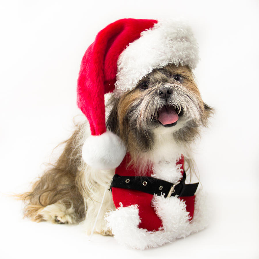 Christmas Photograph - Doggy Santa by Lynne Albright
