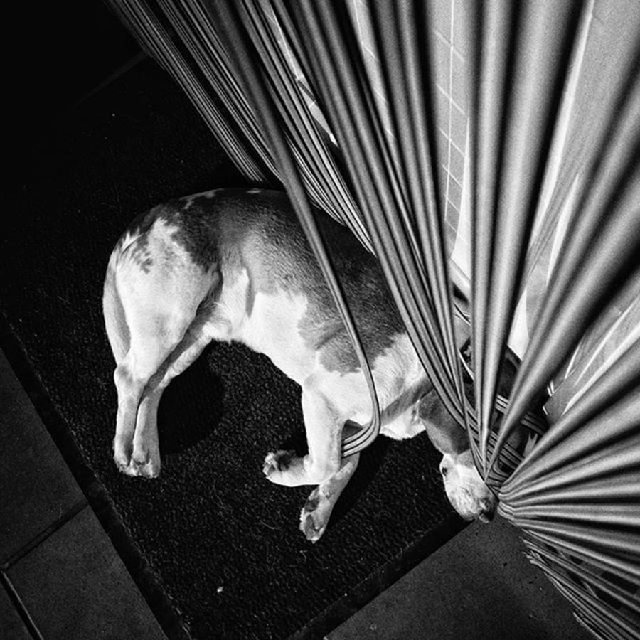 Dog Photograph - Dog.net
#dog #animal #pet #instadog by Rafa Rivas Dog Photograph - Dog.net
#dog #animal #pet #instadog by Rafa Rivas