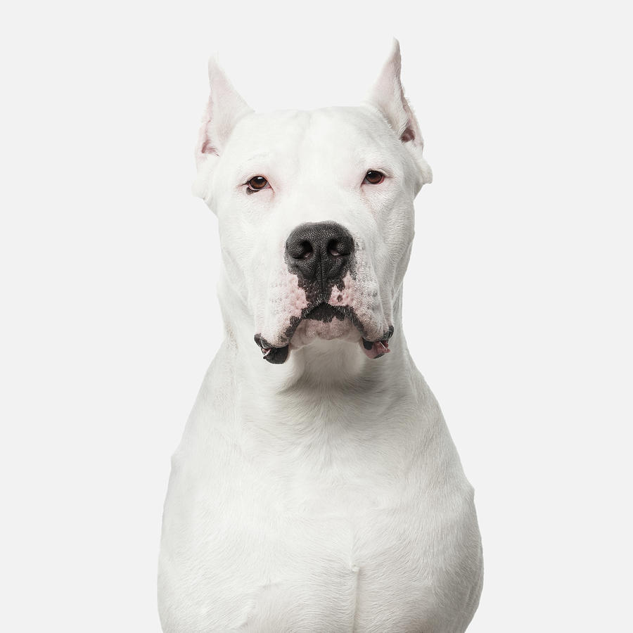 Dog Photograph - Dogo Argentino on white by Sergey Taran