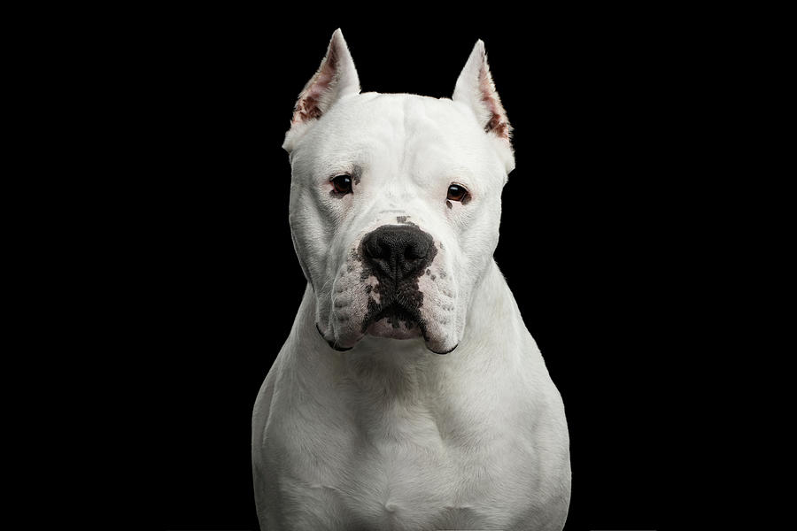 Dogo Argentino Photograph by Sergey Taran