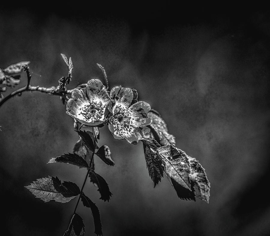 Dogrose BW #h1 Photograph by Leif Sohlman