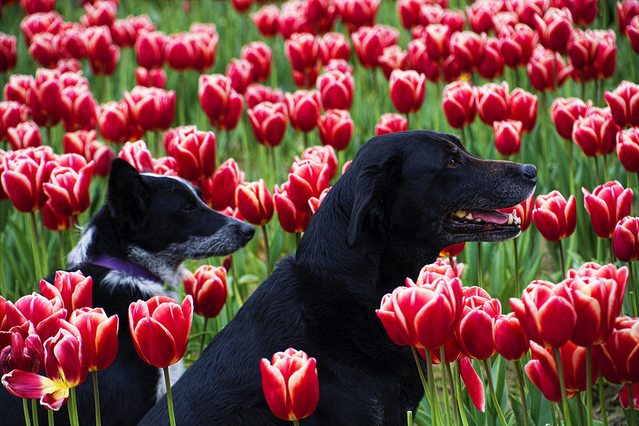 are tulips safe for dogs