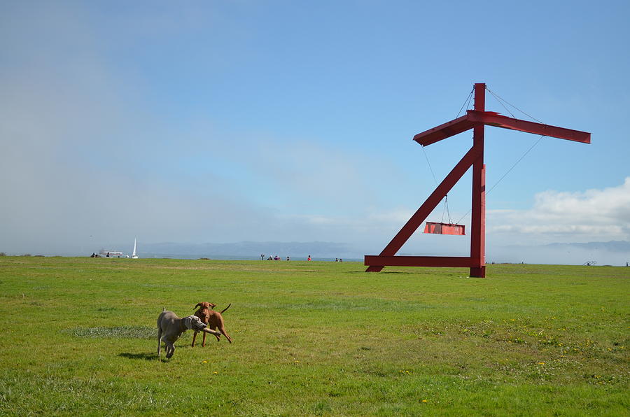 Dogs at Crissy Field Photograph by Erik Burg