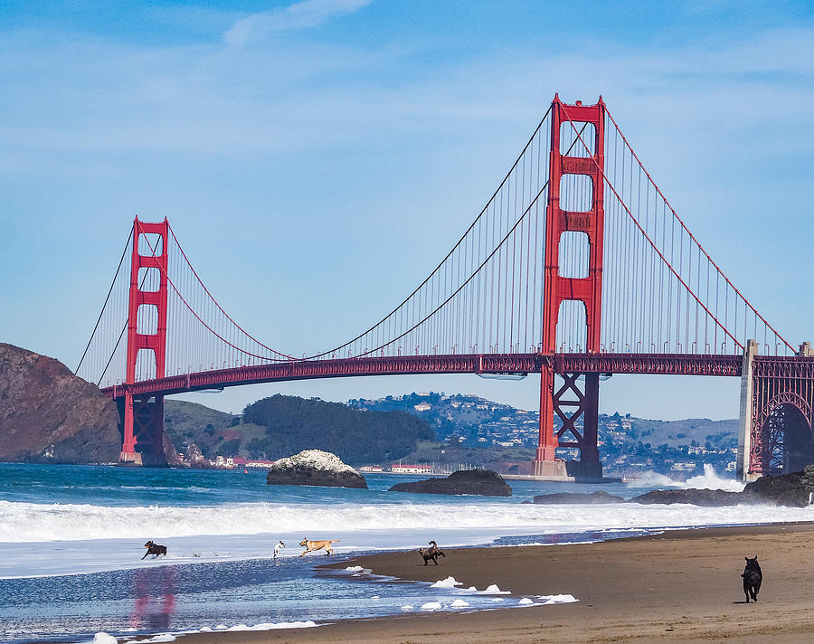 Dogs At The Golden Gate Bridge Photograph by Robin Zygelman