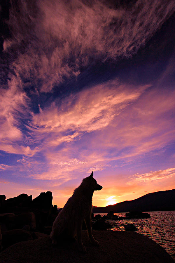 Dog Photograph - Dogs Dream Too  by Sean Sarsfield