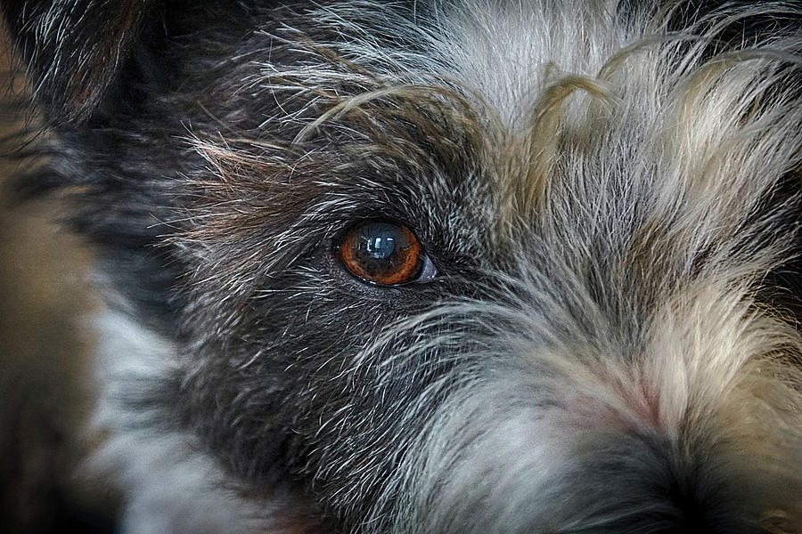 Dog's Eye View 2 Photograph by Colin Shearer | Fine Art America