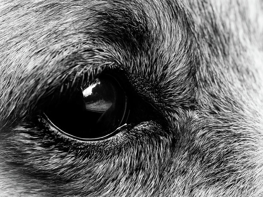 Dogs Eye View Photograph by Nick Bywater