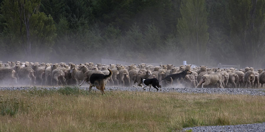 Dogs Herding Sheep Photograph by Sally Weigand