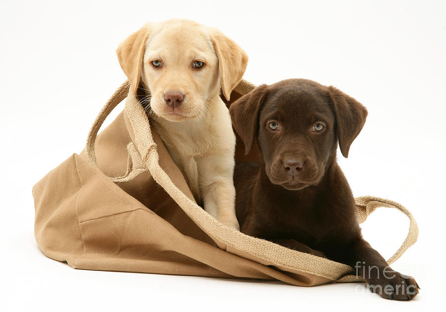 Dog Photograph - Dogs In Cloth Bag by Jane Burton