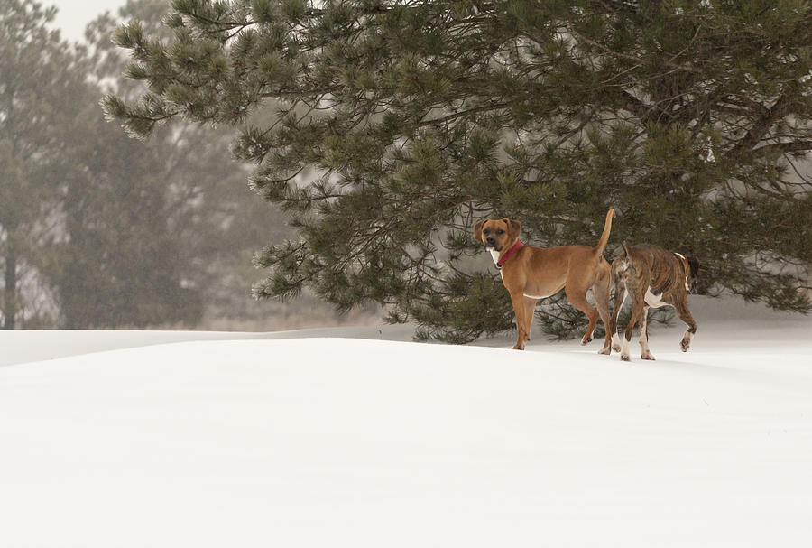 Dogs in the Snow Photograph by Travis Rogers