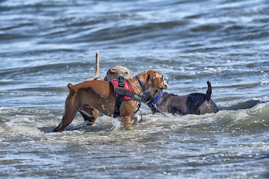 Dogs in the Surf 6  Photograph by Linda Brody