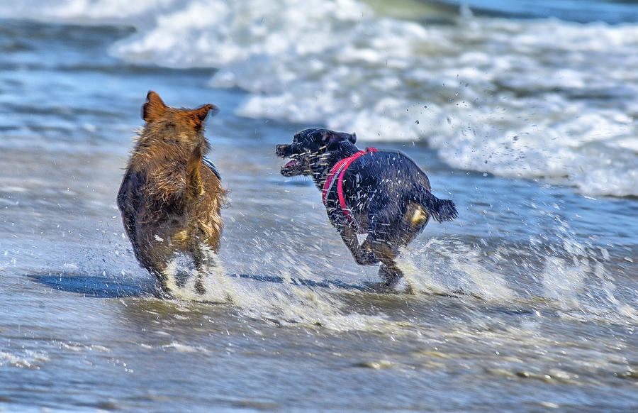 Dogs In The Surf 7 Photograph