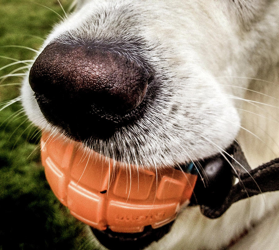 Dog Photograph - Dogs Nose by Cesar Vieira