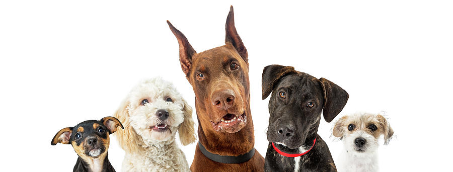 Dog Photograph - Dogs of Various Sizes Close-up Web Banner by Good Focused