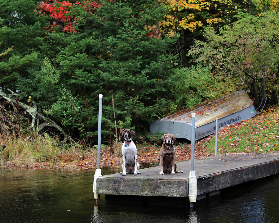 Dogs On A Dock Photograph by Brook Burling