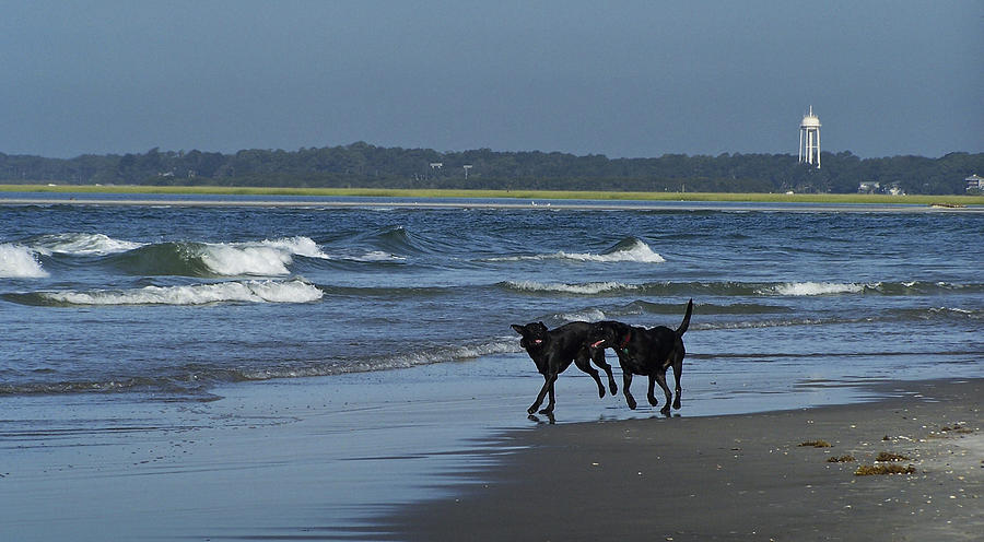 Dog Photograph - Dogs on the Beach by Teresa Mucha