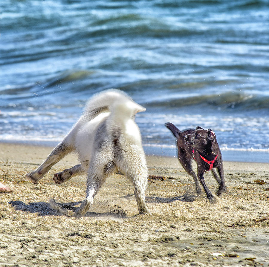 Dogs On The Sand 2 Photograph