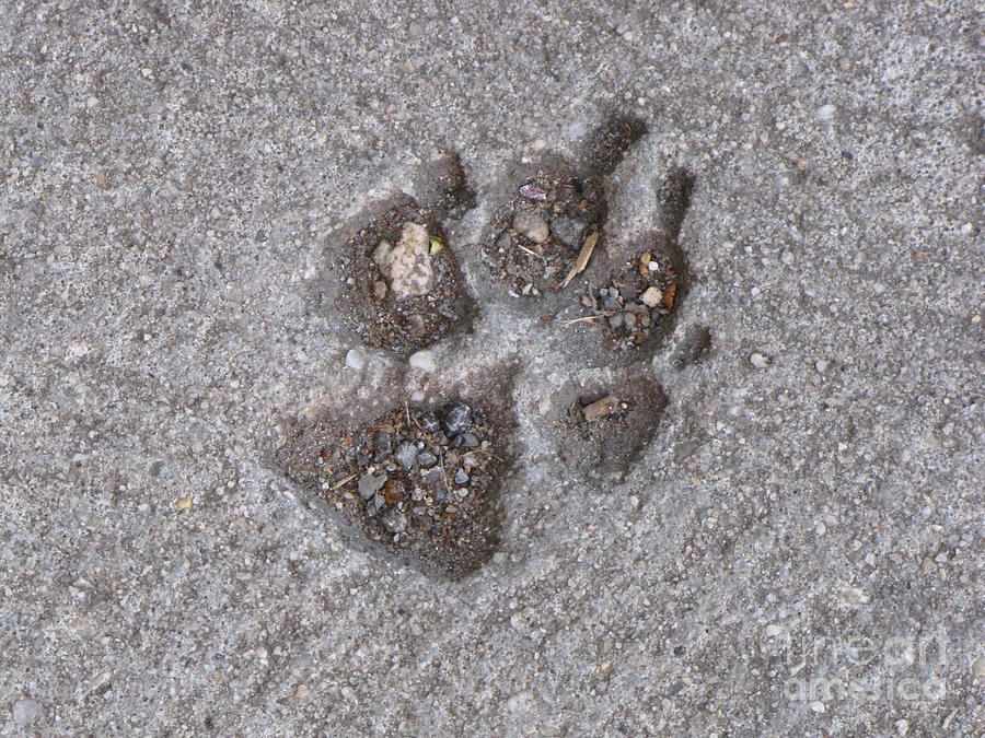 Dog's paw print in sidewalk Photograph by Ben Schumin - Fine Art America